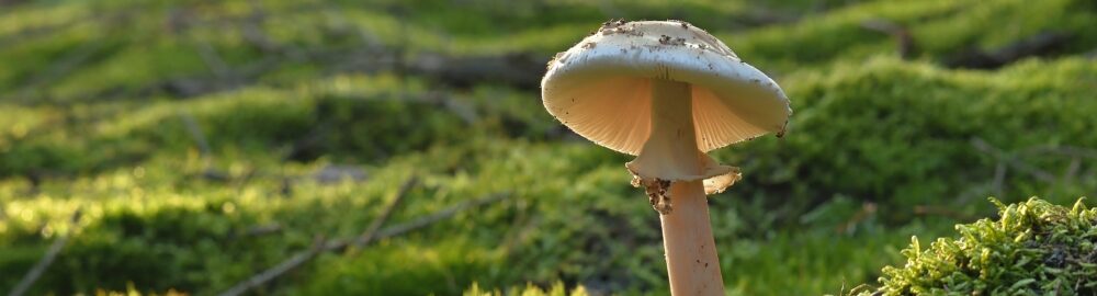 header-homepage-6-gotraveldaily